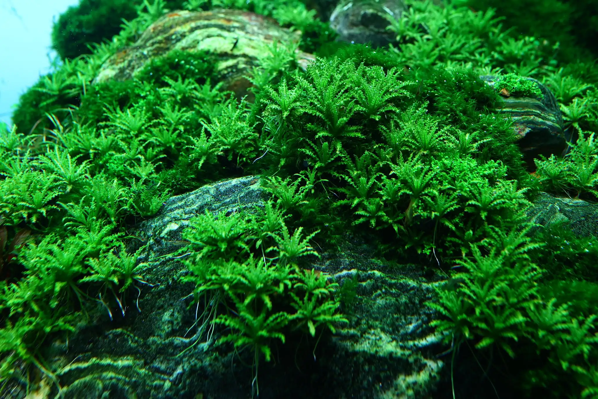 Aquascaping steps - Connecting - IAPLC 2025 Honor Prize - Long Tran Hoang / Vietnam